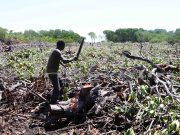 ENVIRONMENT NEWS-The absolute beauty and benefits of Mangroves;