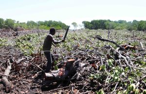 ENVIRONMENT NEWS-The absolute beauty and benefits of Mangroves;