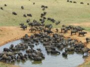 ENVIRONMENTAL NEWS-Nature is staging a comeback as UN recognizes seven World Restoration Flagships;