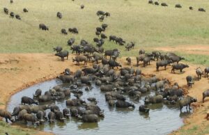 ENVIRONMENTAL NEWS-Nature is staging a comeback as UN recognizes seven World Restoration Flagships;