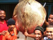 ENVIRONMENTAL NEWS-Landmark UN report reveals shocking state of wildlife as the World’s migratory Species of animals are in decline and the global extinction risk is increasing;