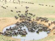 ENVIRONMENT NEWS-Crimes against nature-UN agency puts environmental legislation under scrutiny;