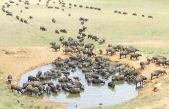 ENVIRONMENT NEWS-Crimes against nature-UN agency puts environmental legislation under scrutiny;