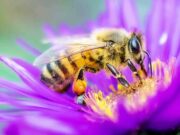 ENVIRONMENTAL NEWS-Why Bees are essential to people and planet and are part of the biodiversity on which we all depend for our survival;