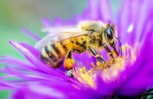 ENVIRONMENTAL NEWS-Why Bees are essential to people and planet and are part of the biodiversity on which we all depend for our survival;