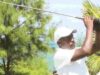 GOLF NEWS-The 2025 Commander Kenya Navy Trophy set to pitch camp at Sea-Link Mombasa Course.