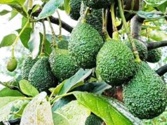BUSINESS NEWS-Avocado Farmers in Githunguri to Launch New Cooperative in Kiambu County.