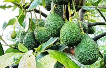 BUSINESS NEWS-Avocado Farmers in Githunguri to Launch New Cooperative in Kiambu County.